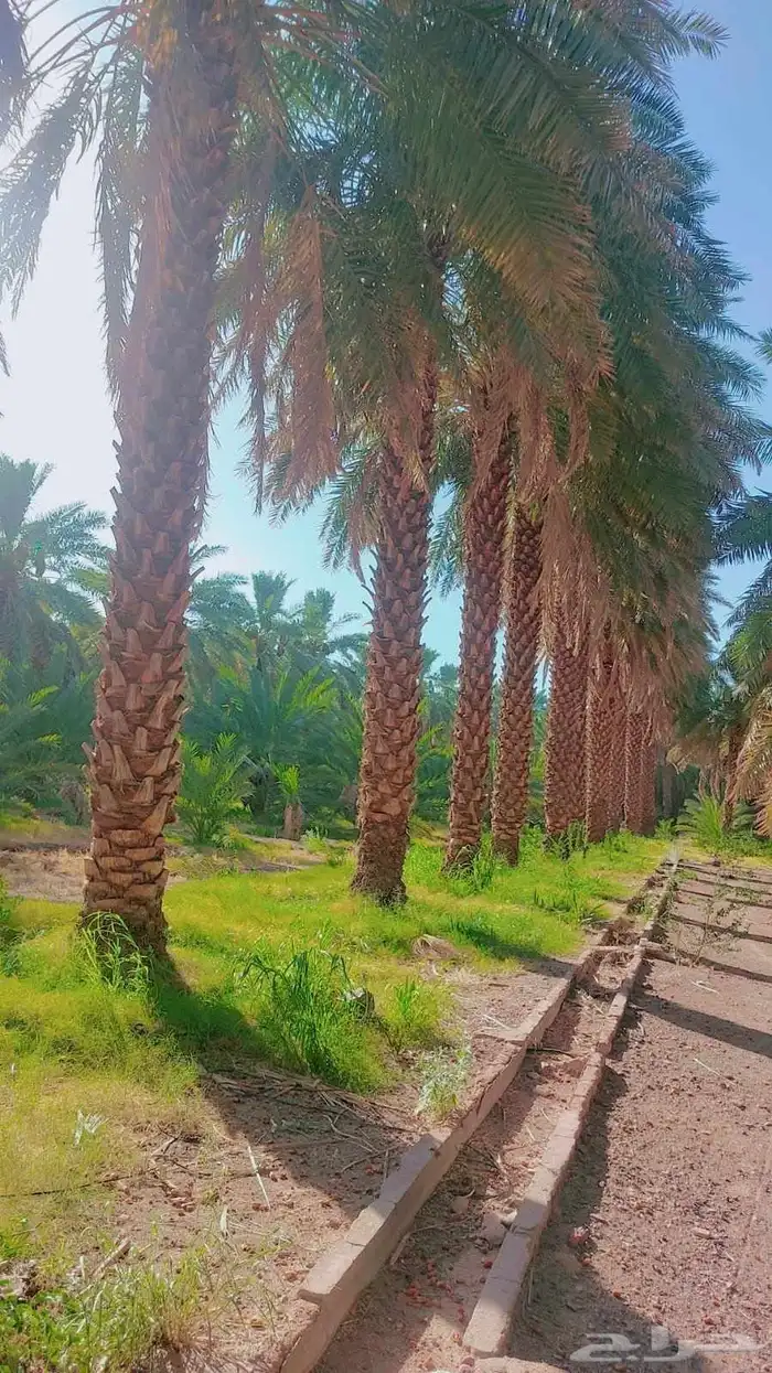 نشتري نخيل من 3 متر وفوق 1