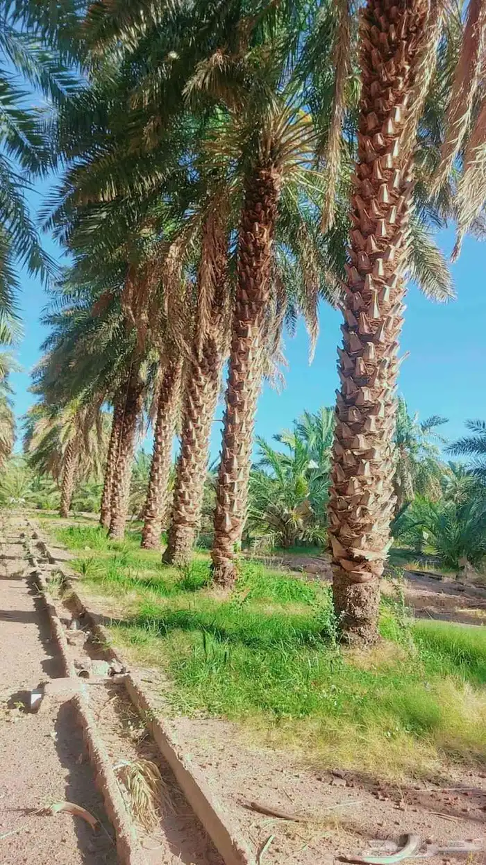 نشتري نخيل من 3 متر وفوق 4