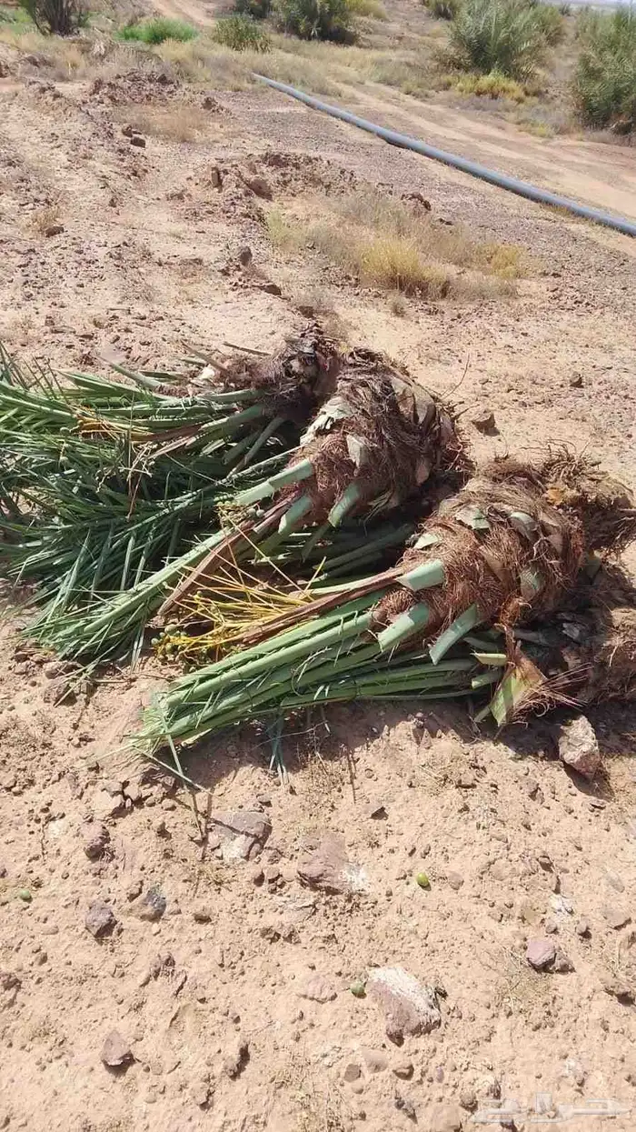 نخيل البيع 6