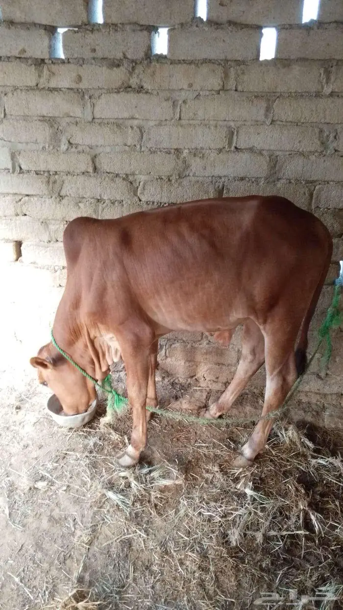 عجل حسيل عجول حسلان 12
