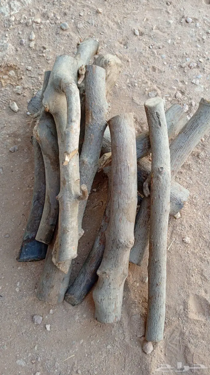 حطب الزيتون 1