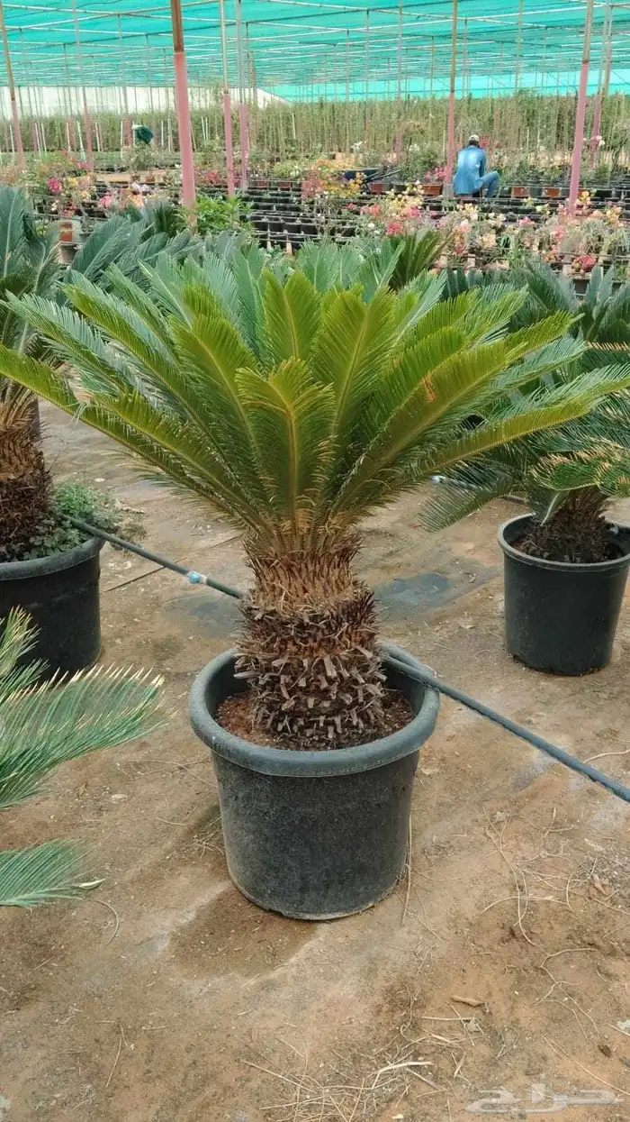 تنسيق حدائق توريد وتركيب الثيل الطبيعي وشبكه الرأي الحديث عا 11