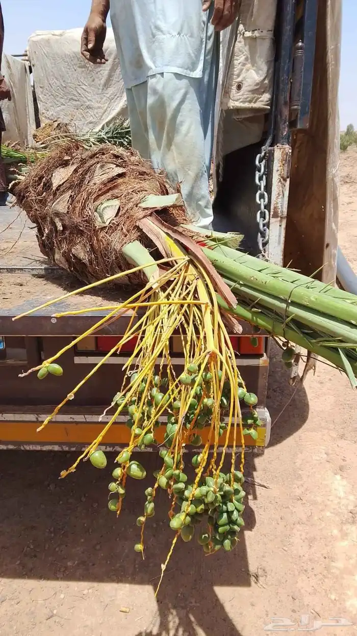 نخيل البيع 3