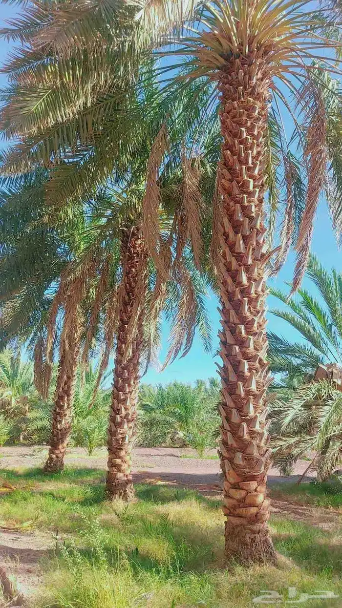 نشتري نخيل من 3 متر وفوق 2