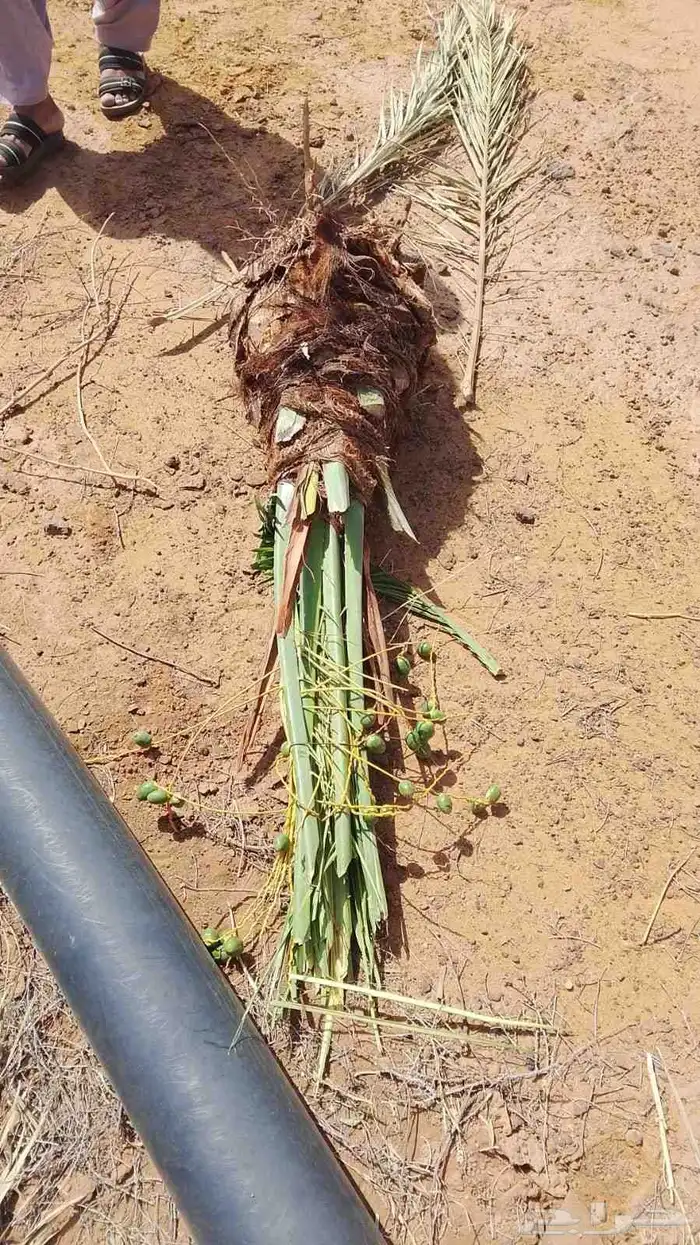 نخيل البيع 4