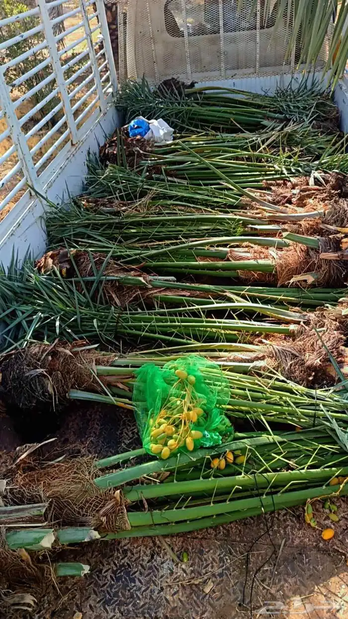 يوجد لدينا توريد جميع انواع نخيل الواشنطن والعربي المثمر 050 0