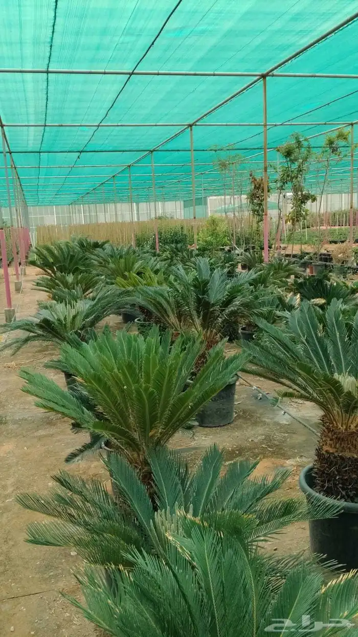 تنسيق حدائق توريد وتركيب الثيل الطبيعي وشبكه الرأي الحديث عا 13