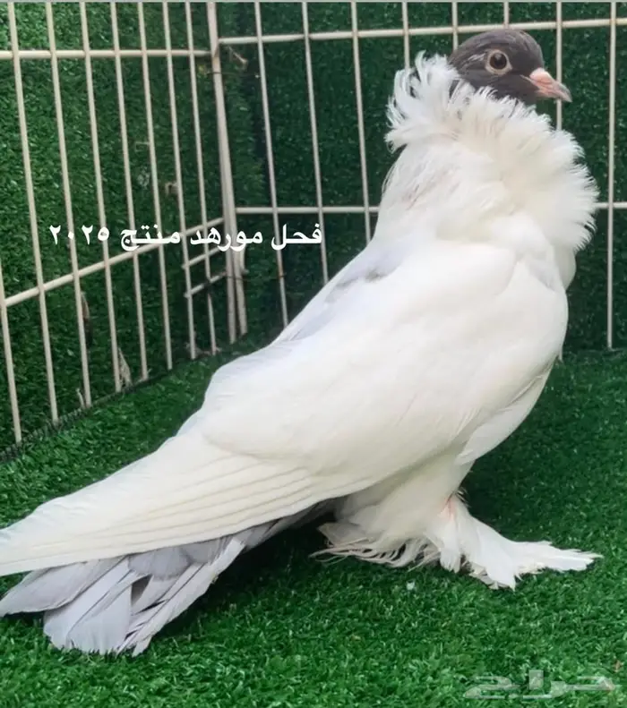 كلرهد سوداني مورهد فانتيل هملت نفاخ 7