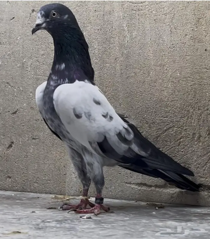 حمام باكستاني 0