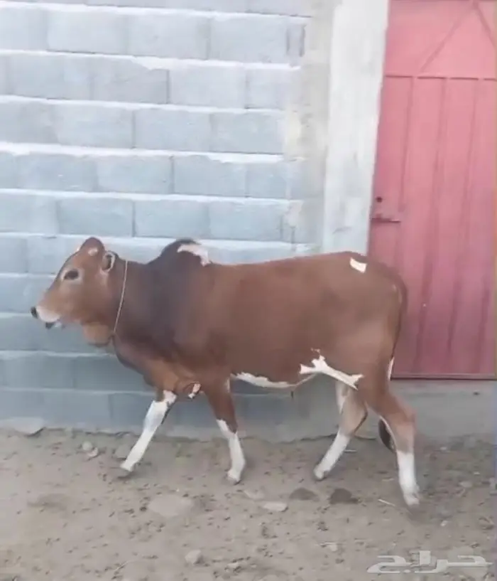 عجل للبيع 0
