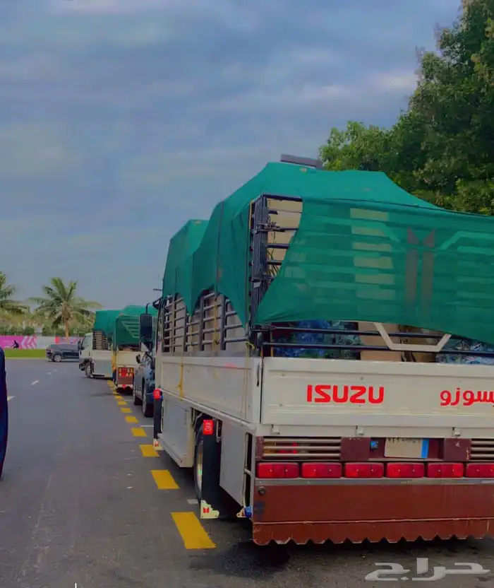 دينا داخل وخارج الباحة 0