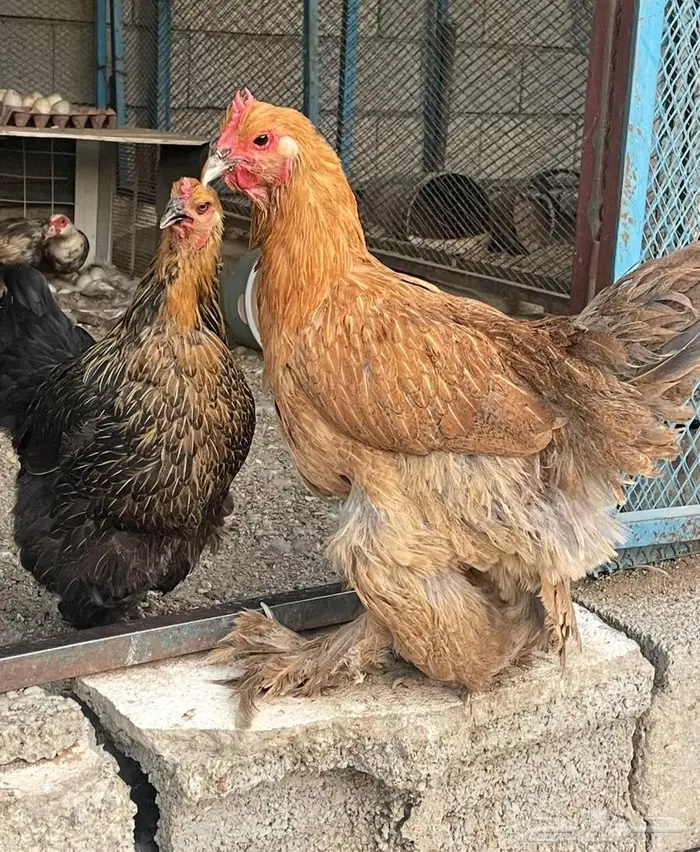 دجاج براهما للبيع 8