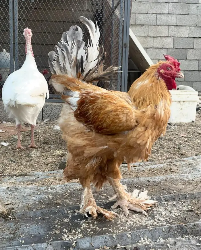 دجاج براهما للبيع 5