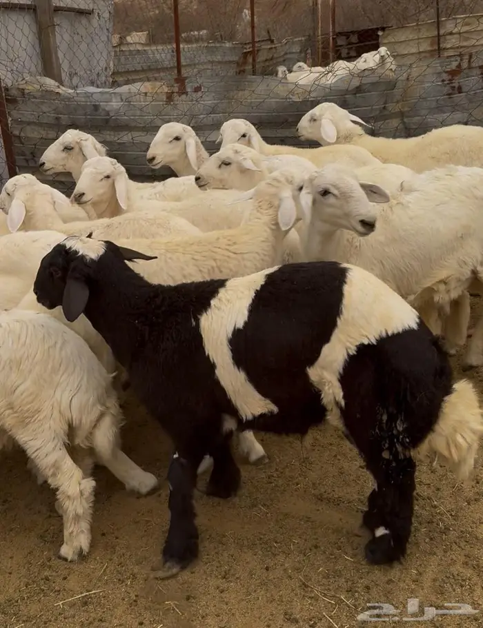 ذبايح طليان حري سواكن مع الذبح والتوصيل 8