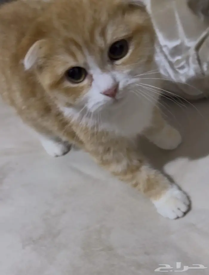 قطط للبيع 3