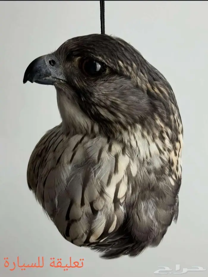 دجاجة محنطة 1