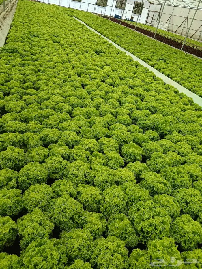 مزرعة للمشاركة لتوسع في الانتاج 2