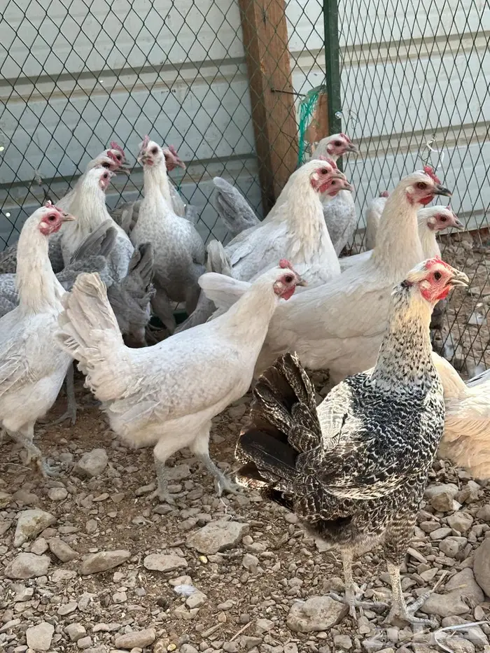 دجاج فيومي ألمنيوم بياض 2