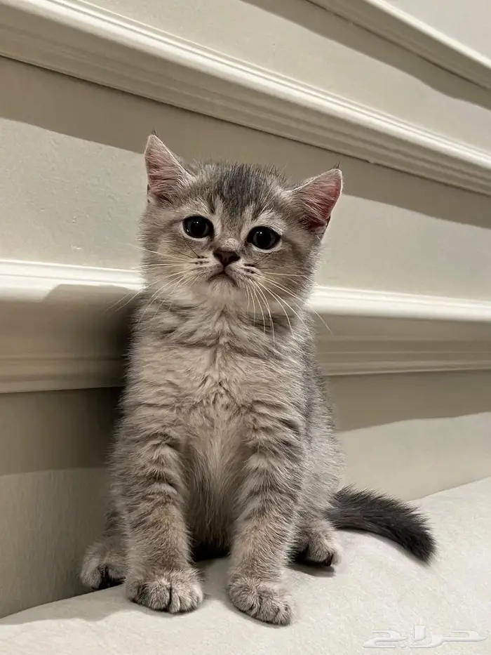 قط سكوتش ستريت 2