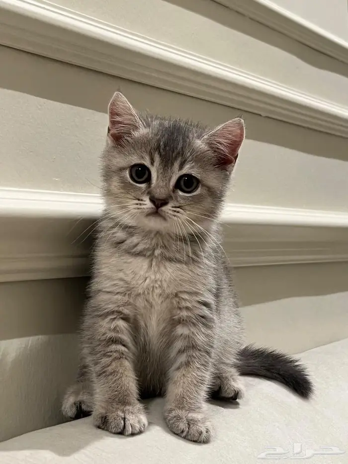 قط سكوتش ستريت 0