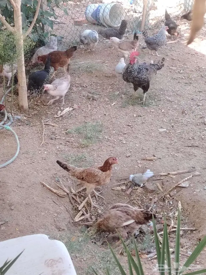 دجاج مشكل تركي باكستاني فرنسي 2