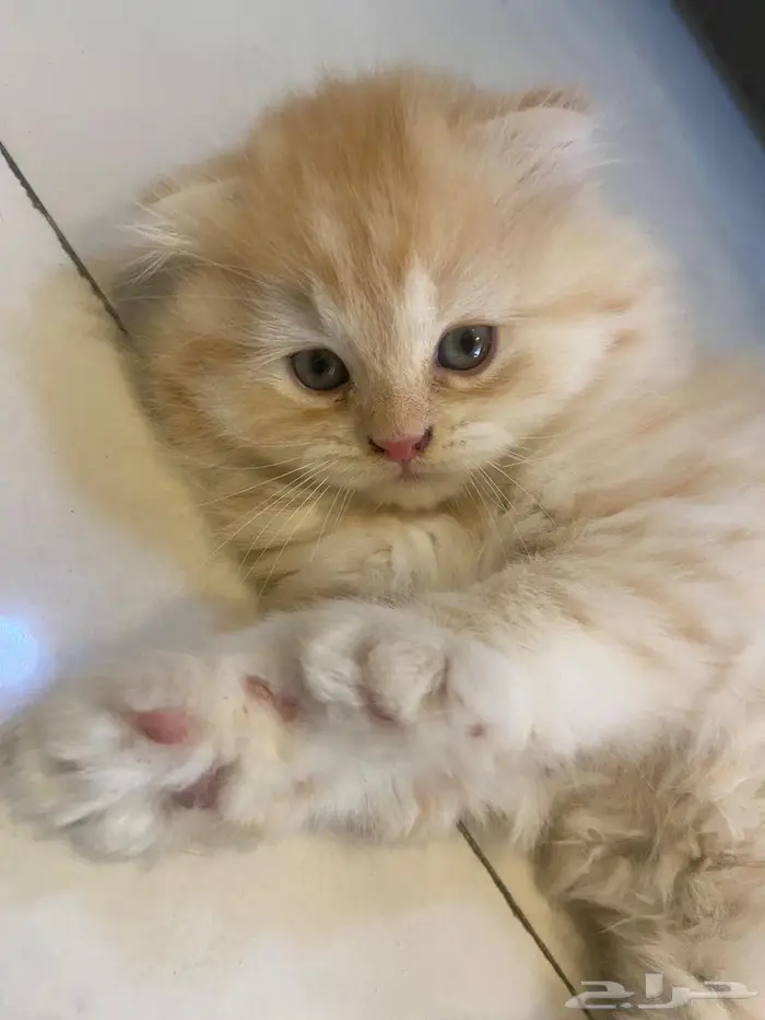 كيتن سكوتش فولد بريتيش شيرازي لونق كيرلي هير للبيع 0