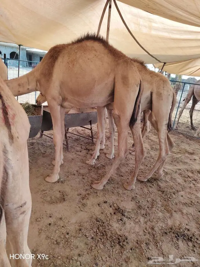 قعدان و تيوس صوماليه للبيع بسوم حلال 0