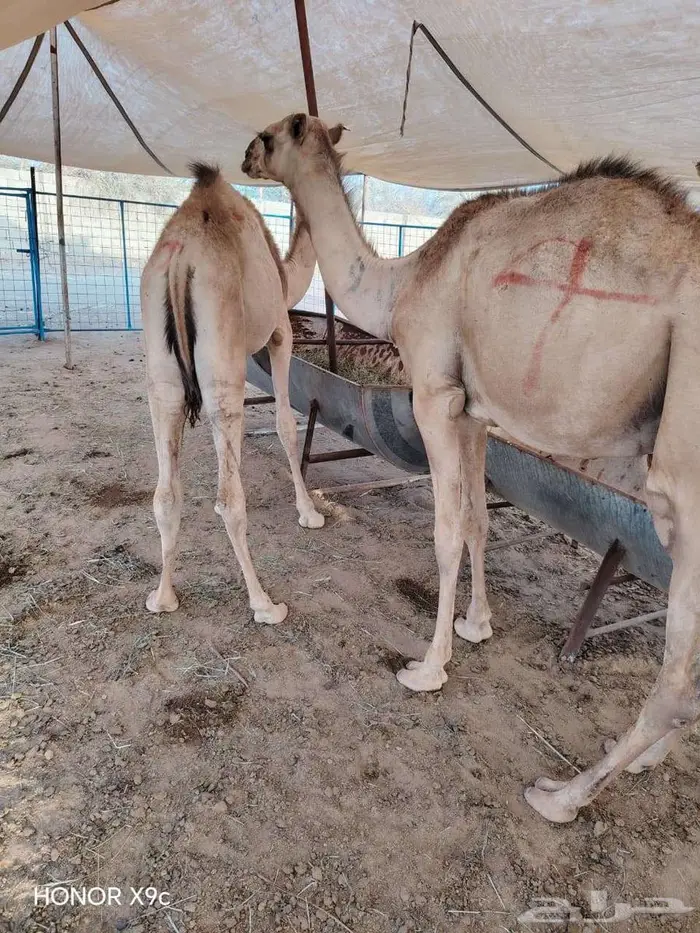 قعدان و تيوس صوماليه للبيع بسوم حلال 5