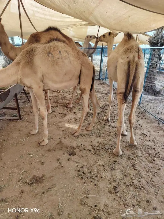 قعدان و تيوس صوماليه للبيع بسوم حلال 2