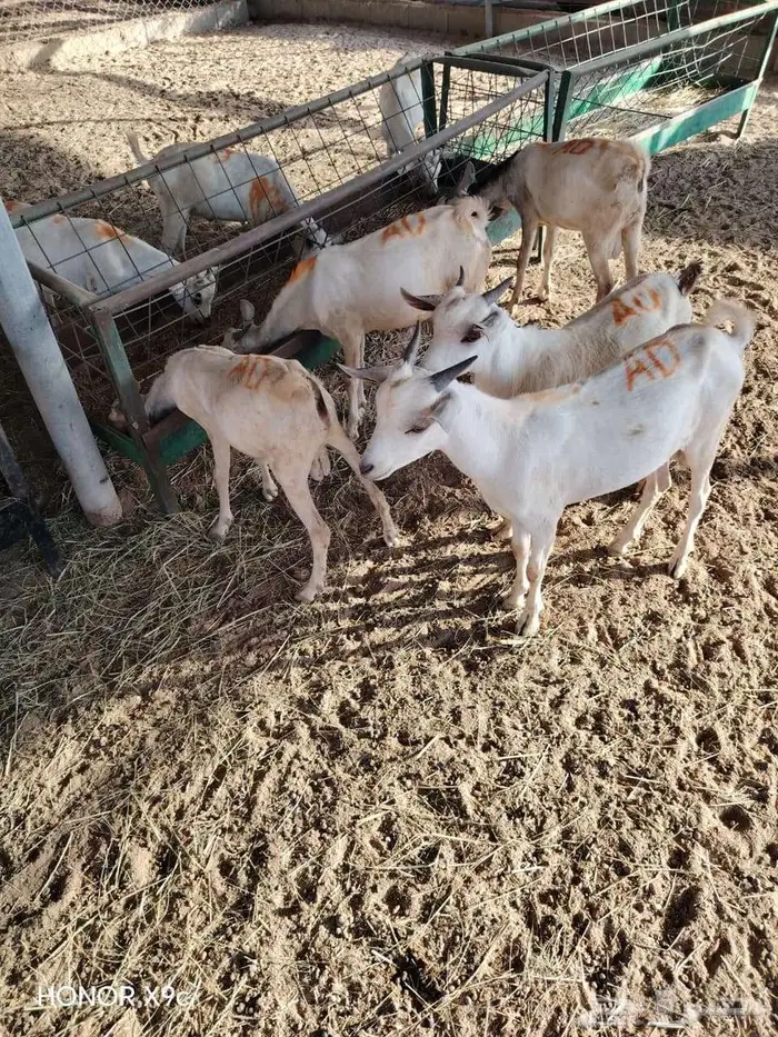 قعدان و تيوس صوماليه للبيع بسوم حلال 8