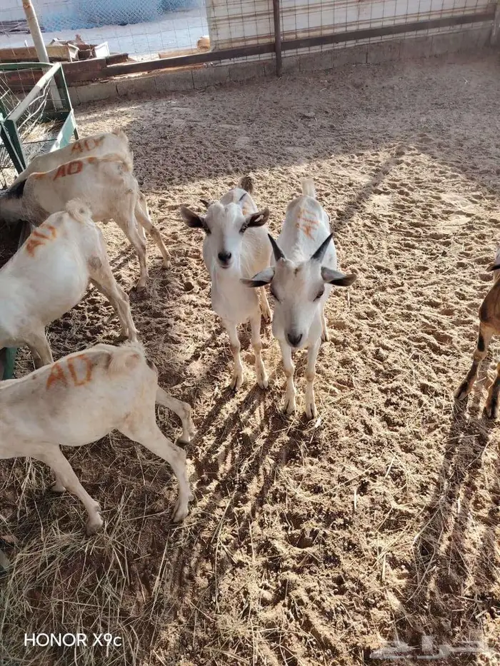 قعدان و تيوس صوماليه للبيع بسوم حلال 3