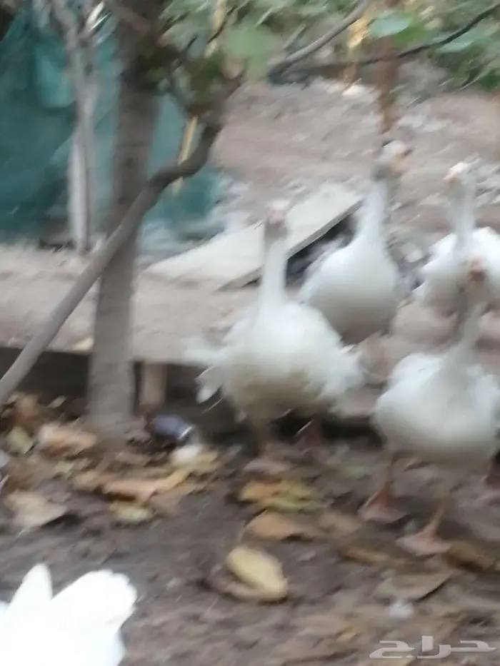 وز مهجن مفتل سيباستبول 3