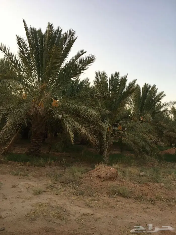 استراحة كبيره للايجار 5