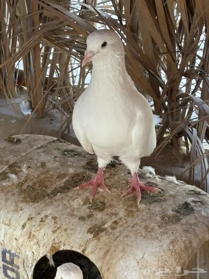 حمام فرنسي ملكي 1