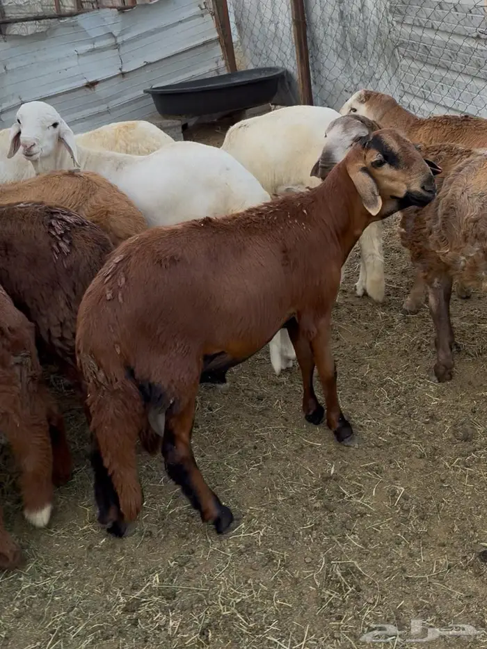 ذبايح طليان حري سواكن مع الذبح والتوصيل 3