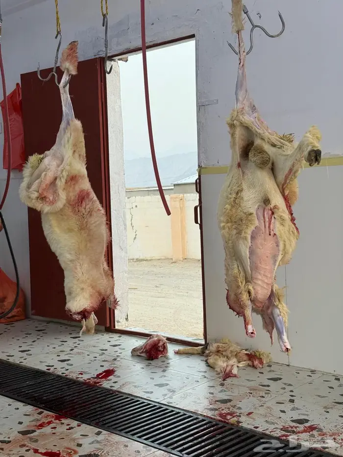 ذبايح طليان حري سواكن مع الذبح والتوصيل 18