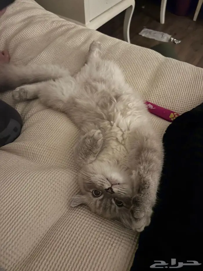 مطلوب أنثى للتزاوج 2