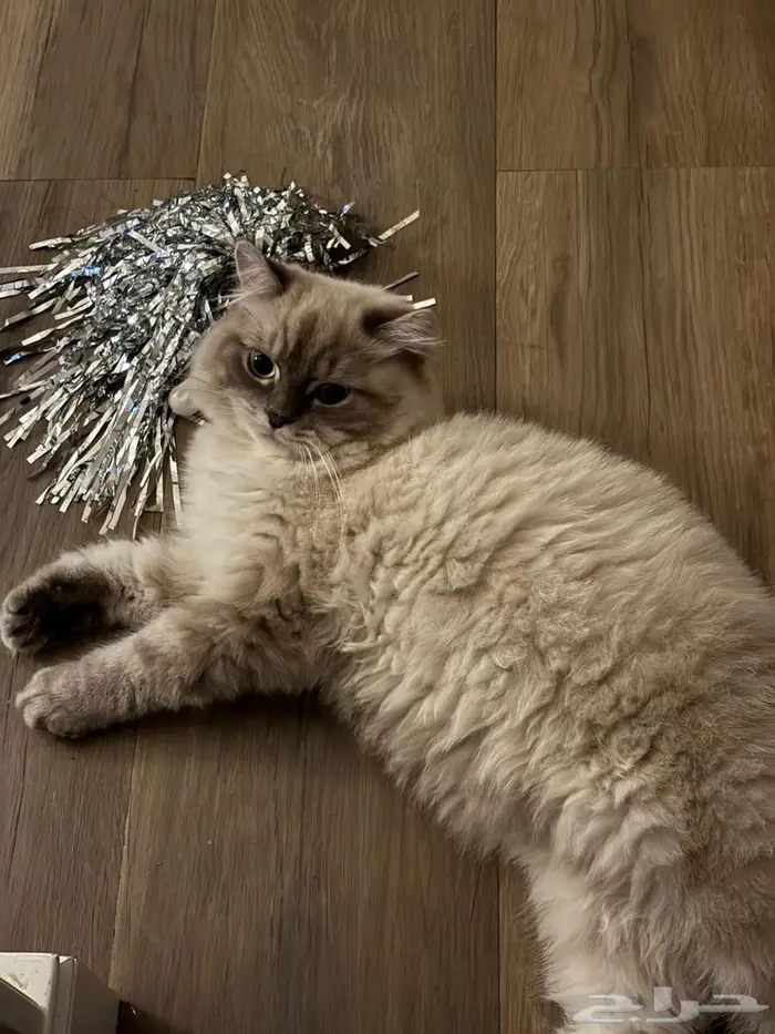 مطلوب أنثى للتزاوج 3