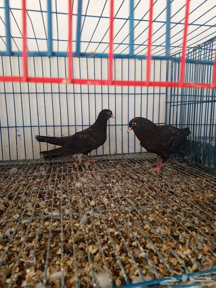 حمام صنعاني اسود 2