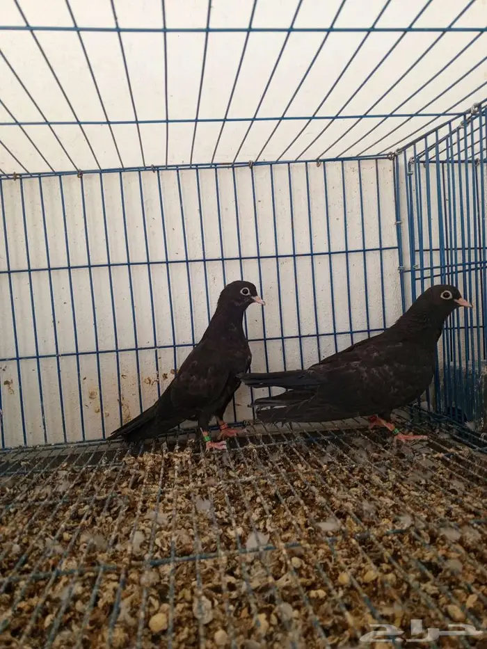 حمام صنعاني اسود 3