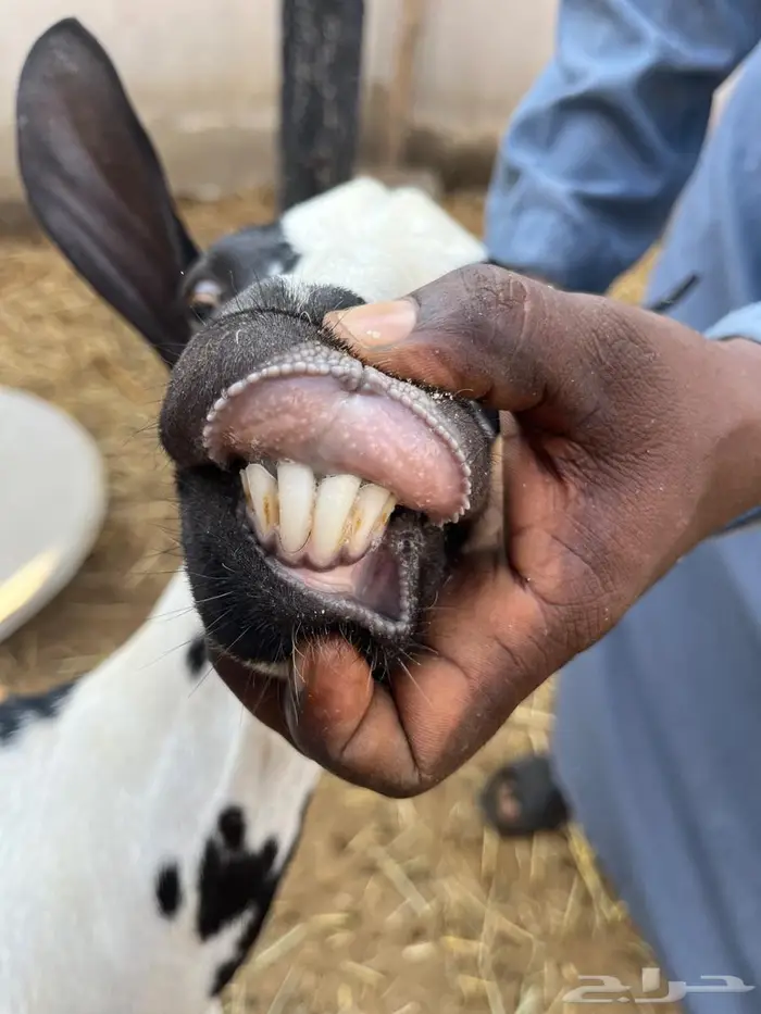 ثنتين غنم للبيع مع عياله 1