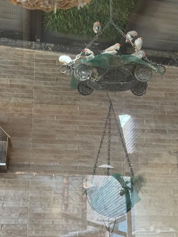 رياض الخبراء 0