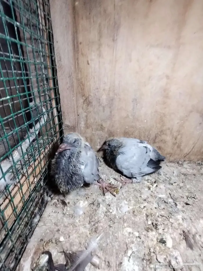 حمام زاجل بفروخه 2