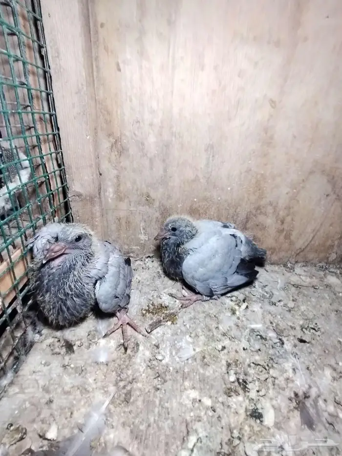 حمام زاجل بفروخه 4