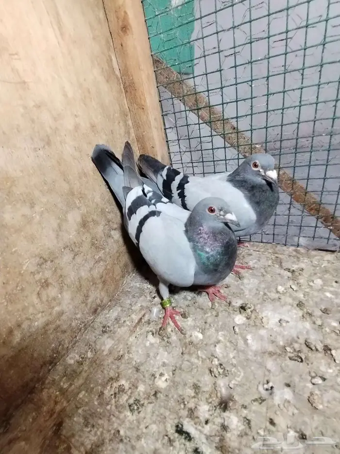 حمام زاجل بفروخه 1
