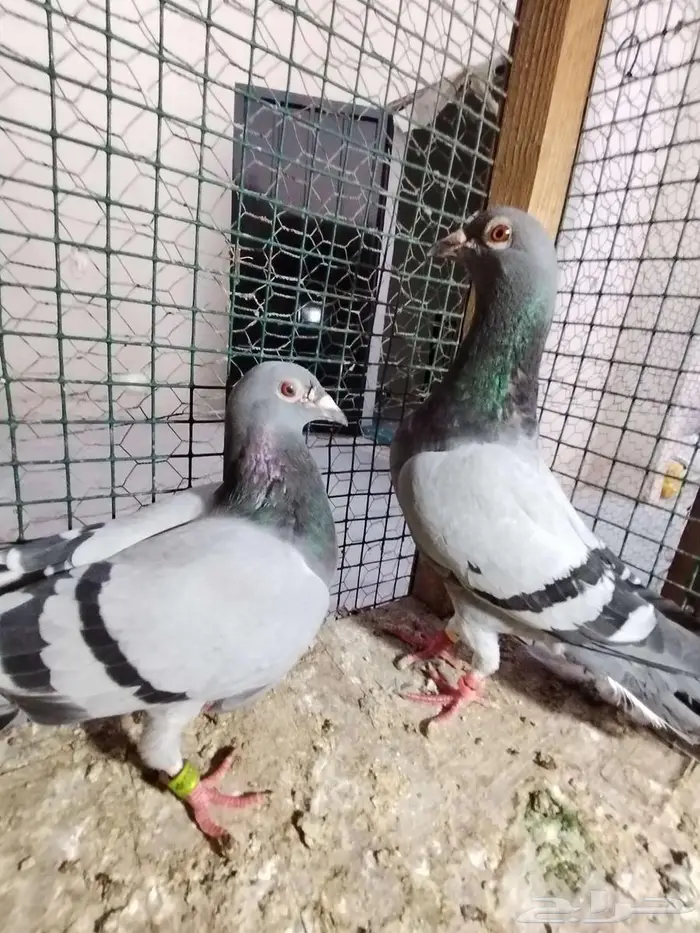 حمام زاجل بفروخه 0