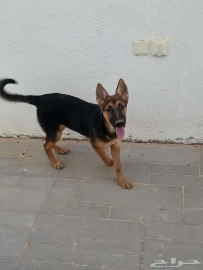 كلاب جيرمان شيبرد مطعمة ومحصنة العمر 5 اشهر 1