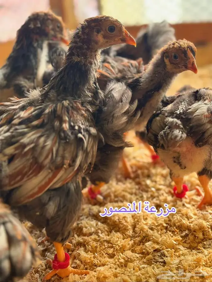 فروخ واين دوت بلو بارت 1