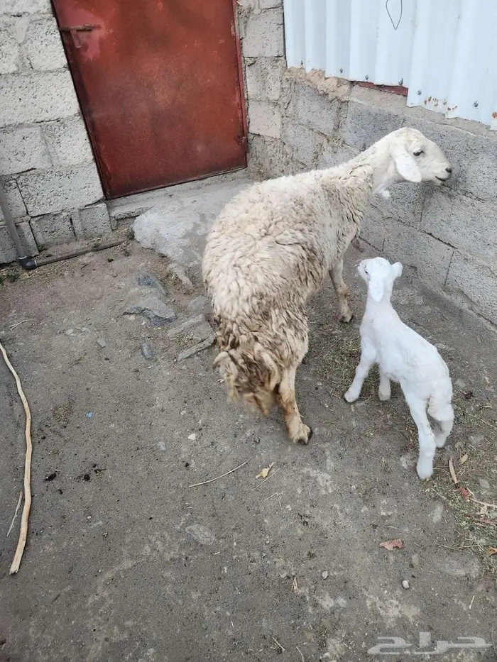 شاه تحتها رخل 0