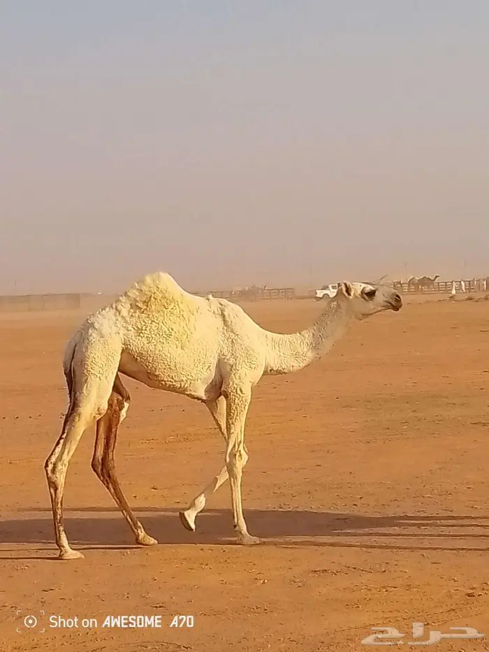 بكرة كحيلانية 0